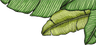 main flowers icon